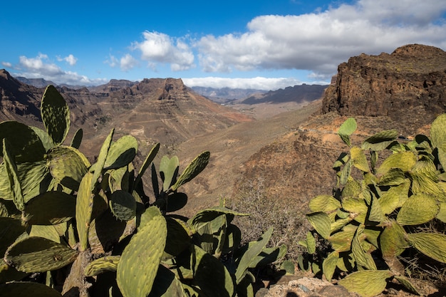 Blick auf die Berglandschaft vom Aussichtspunkt Degollada de Las Yeguas. Kaktus im Vordergrund. Gran Canaria in Spanien.