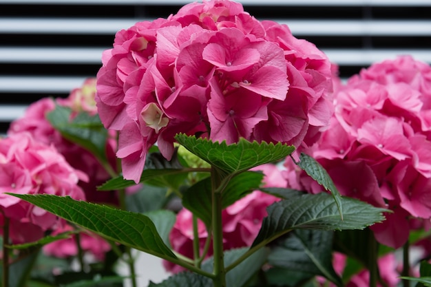 Blick auf die Büsche der rosa Hortensie im Garten.