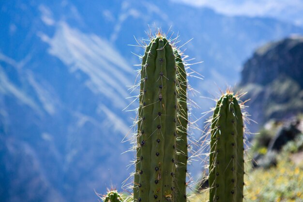 Blick auf die Colca-Schlucht in Peru