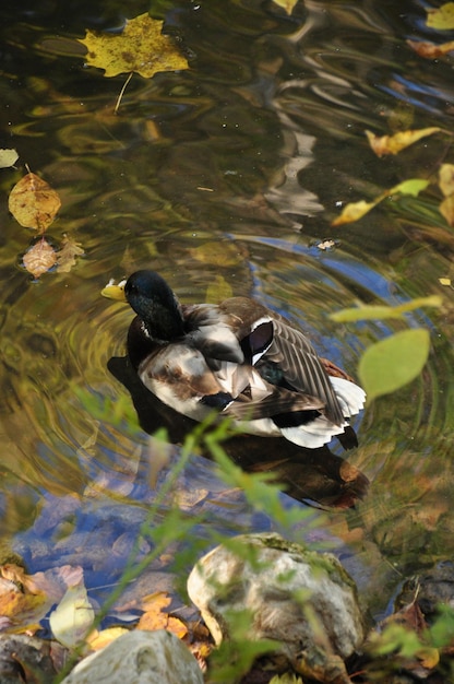 Blick auf die Ente von oben vom Ufer aus. Die Ente schwimmt zwischen den gefallenen gelben Blättern am Teich entlang.