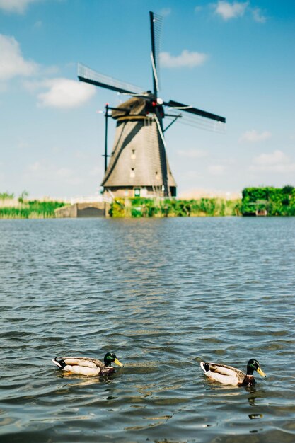 Foto blick auf die enten über dem kanal vor dem hintergrund der windmühle