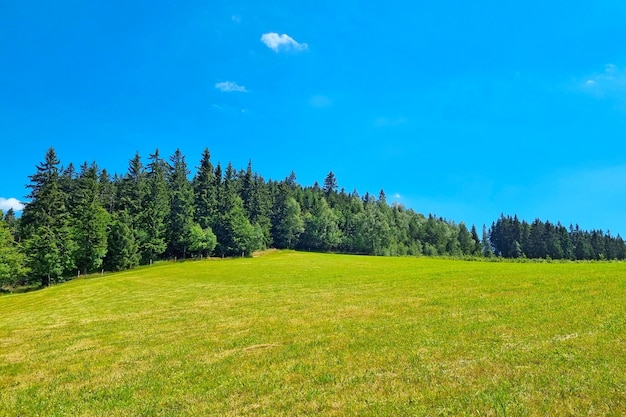 Blick auf die grüne Wiese und den Wald im Hochland an einem sonnigen Sommertag