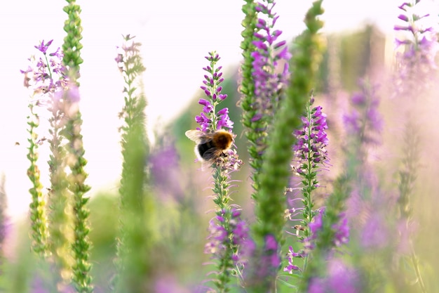 Blick auf die Hummel, die auf einem Zweig von Veronica sitzt.