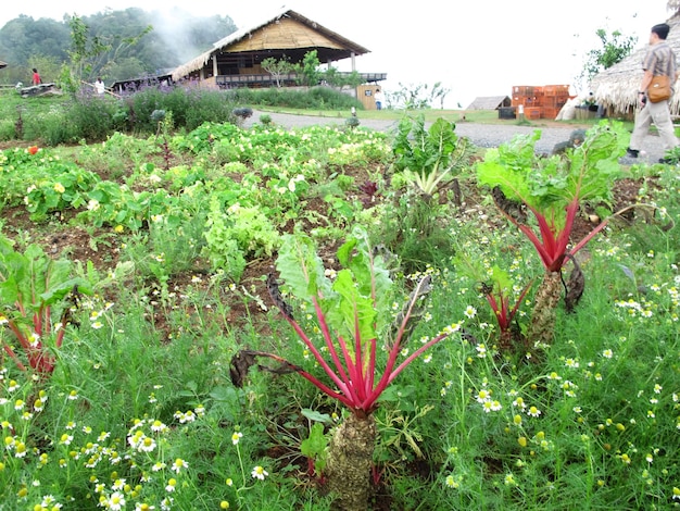 Blick auf die Landschaft, die von thailändischen Bauern kultiviert wird, baut Gemüsegarten und wachsende Obstplantage für die Ernte von landwirtschaftlichen Kulturprodukten auf dem Berg Mon Jam in Chiang Mai Thailand an