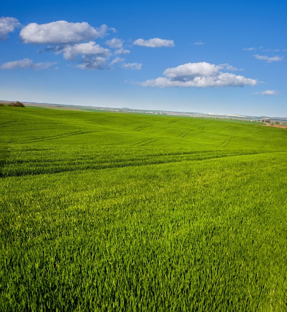 Blick auf die landwirtschaftliche Landschaft von Getreidesämlingen, grünes Feld von Winterweizen, Vorfrühling mit schönem Himmel