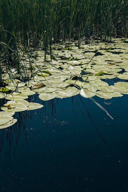 Foto blick auf die lilienblätter im see