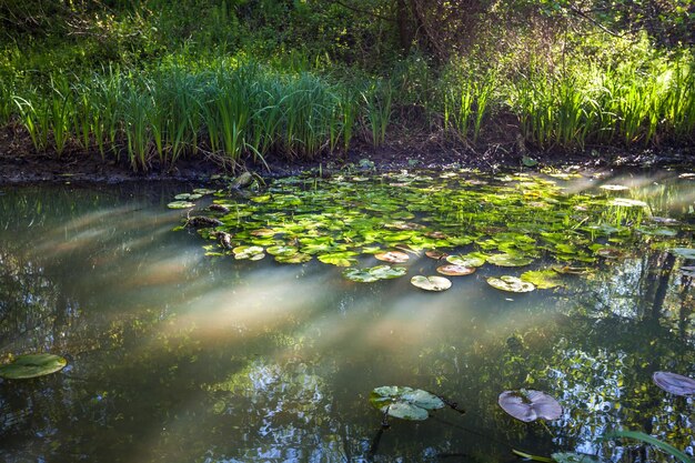 Foto blick auf die lotus-wasserlilie im see