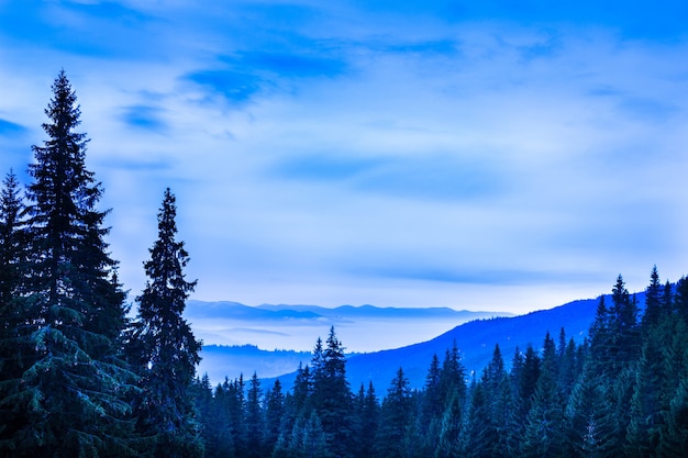 Blick auf die malerische Landschaft mit Nadelbäumen und blau-weißem Himmel über Hügeln. Früher Morgen im majestätischen Gebirgstal mit Kiefernwald. Konzept der Schönheit der Natur.