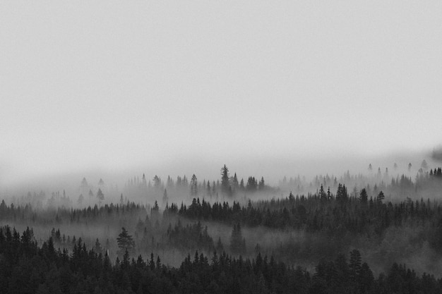 Blick auf die nebligen Wälder in Norwegen