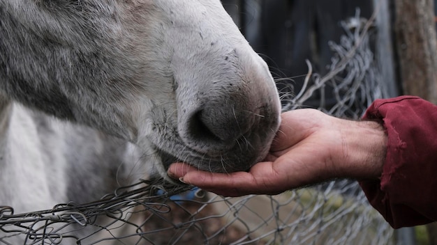 Blick auf die Schnauze eines grau-weißen Esels, der von der Hand eines Mannes durch einen Zaun frisst. Nahaufnahme
