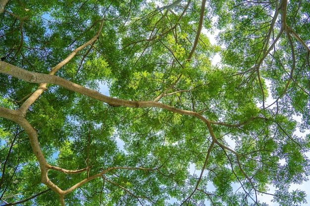 Blick auf die Spitzen der Pinien im Winterwald vom Boden aus Unteransicht Weitwinkelhintergrund