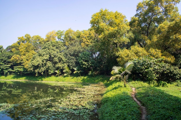 Blick auf die tropische grüne Waldlandschaft im Botanischen Garten von Bangladesch