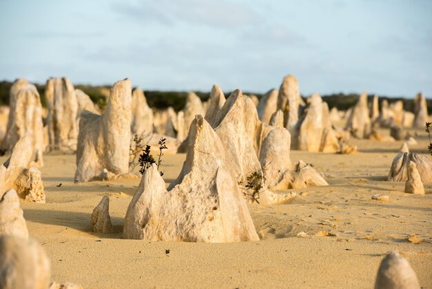 Blick auf die Wüste des Pinnacles Park in Westaustralien