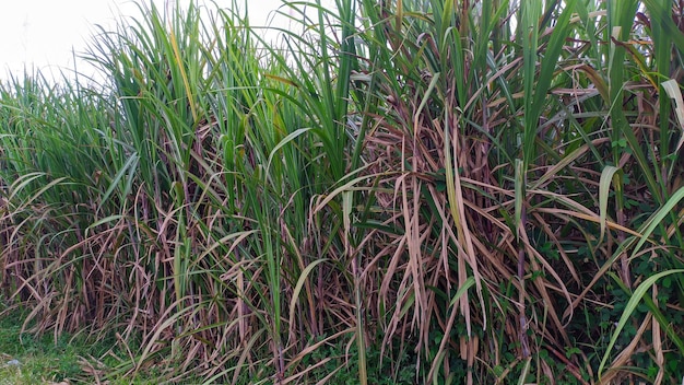 Blick auf die Zuckerrohrplantage, die zur Ernte bereit ist