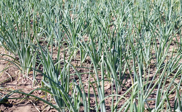 Blick auf ein Feld mit reifen Frühlingszwiebeln Zwiebelfeld Zwiebel reife Pflanzen wachsen im Feld