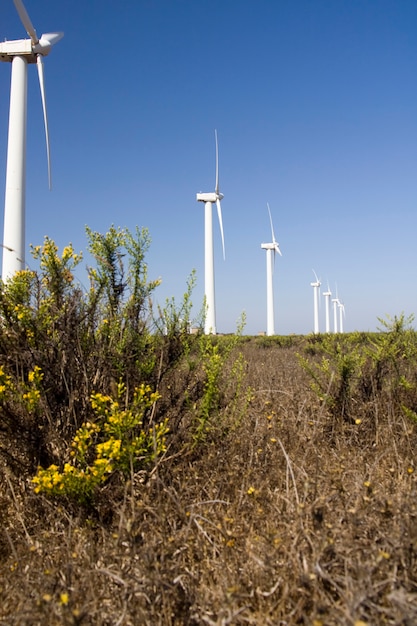 Blick auf ein Feld von riesigen Windmühlen.