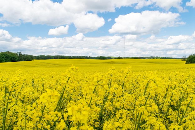 Blick auf ein gelbes Rapsfeld vor blauem Himmel mit weißen Wolken