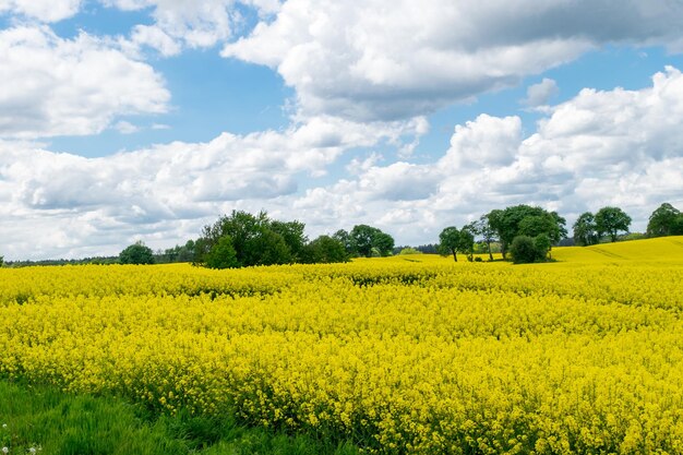 Blick auf ein gelbes Rapsfeld vor blauem Himmel mit weißen Wolken