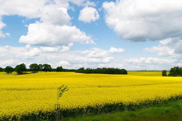 Blick auf ein gelbes Rapsfeld vor blauem Himmel mit weißen Wolken