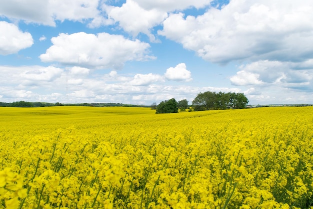 Blick auf ein gelbes Rapsfeld vor blauem Himmel mit weißen Wolken