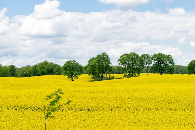 Blick auf ein gelbes Rapsfeld vor blauem Himmel mit weißen Wolken