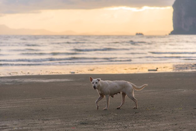 Blick auf ein Pferd am Strand