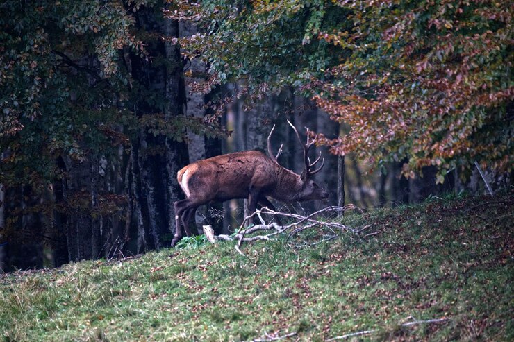 Foto blick auf ein reptil im wald