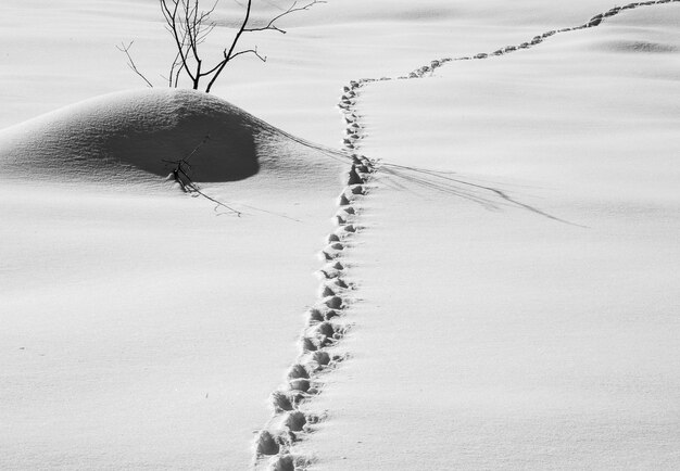 Foto blick auf ein schneebedecktes land