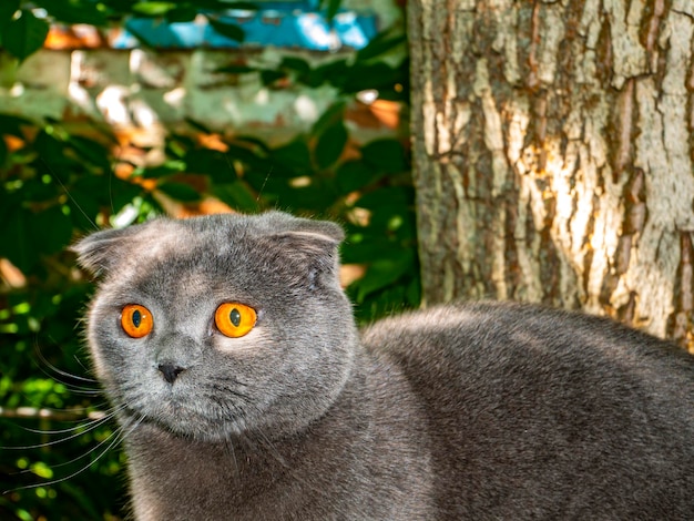 Blick auf eine graue schottische Katze mit orangefarbenen Augen