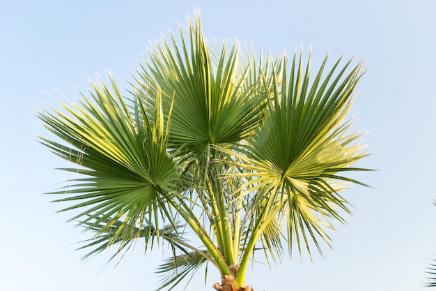 Blick auf eine grüne Palme gegen den blauen Himmel