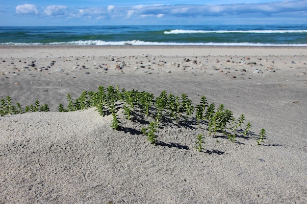 Blick auf eine Sanddüne mit Grasstreifen, die Ostsee