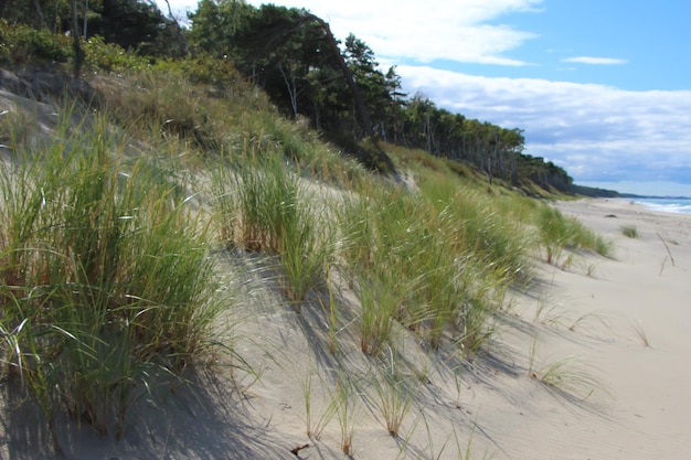 Blick auf eine Sanddüne mit Grasstreifen und Bäumen die Ostsee und den Himmel