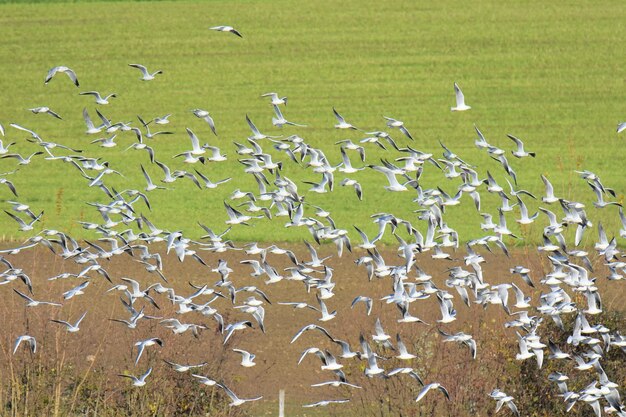 Foto blick auf eine vogelherde