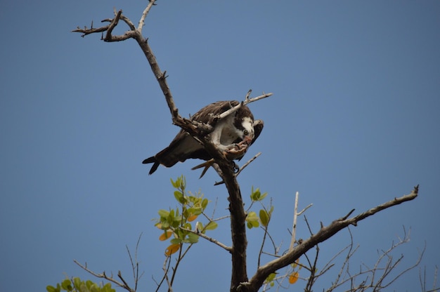 Blick auf einen Adler, der auf einem Baum sitzt und Fische isst