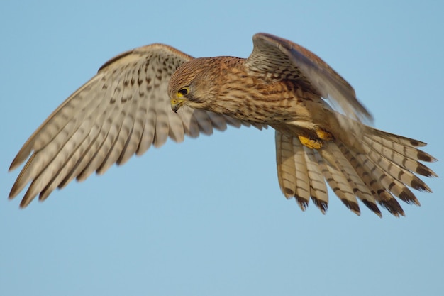 Blick auf einen Adler, der gegen einen klaren Himmel fliegt
