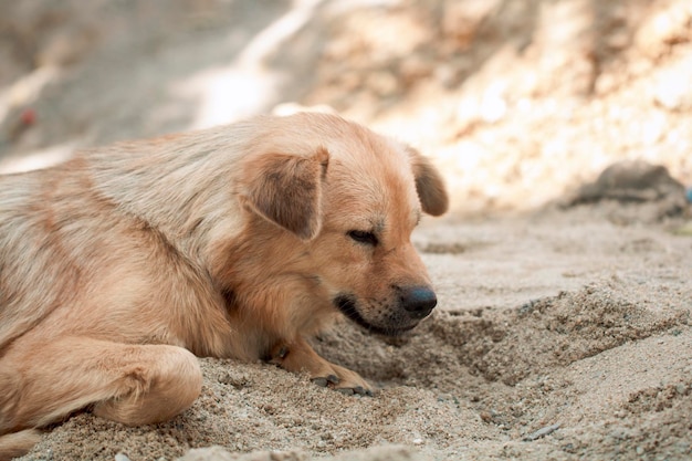 Blick auf einen auf Sand liegenden Hund