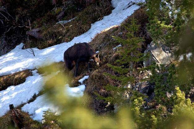 Foto blick auf einen bach, der durch felsen fließt