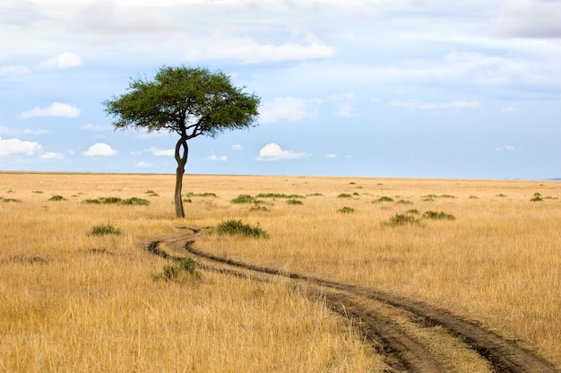 Blick auf einen Baum mitten in einer Ebene im Naturschutzgebiet Masai Mara.
