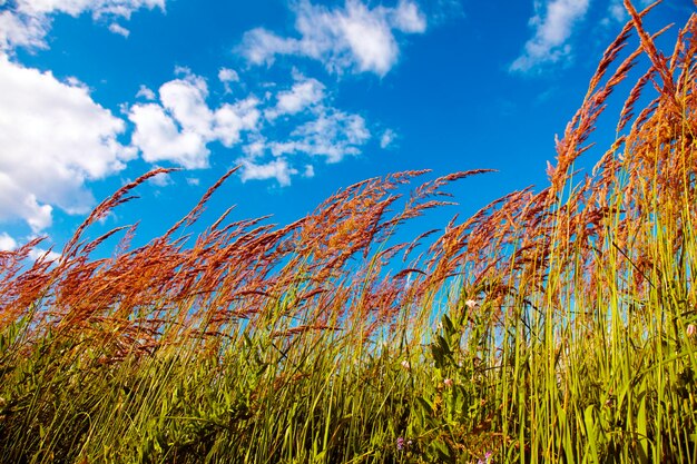 Blick auf einen blauen Himmel aus hohem Gras