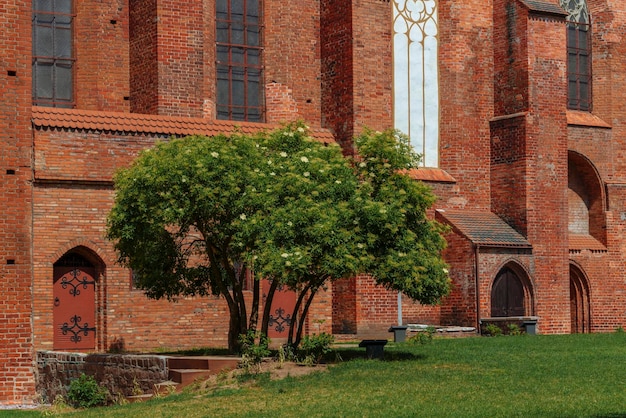 Blick auf einen blühenden Strauch gegen die Mauern der Koningberger Kathedrale Kaliningrad Russland