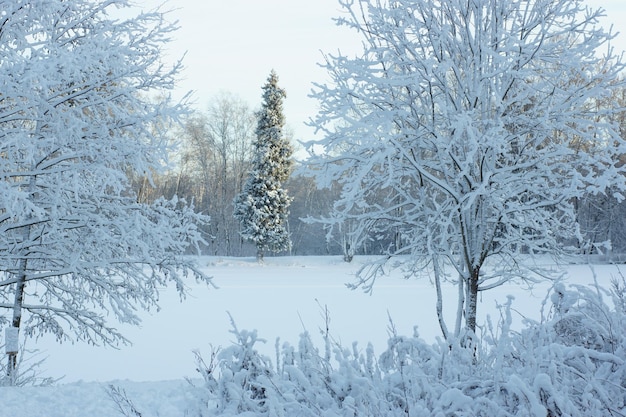 Blick auf einen hohen Weihnachtsbaum durch verschneite Äste von Bäumen, Winterlandschaft