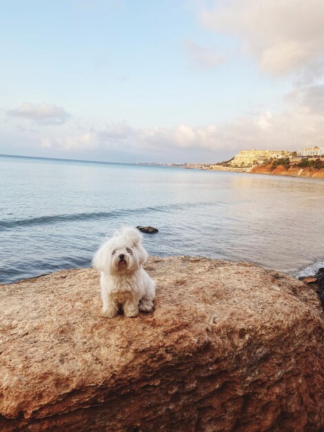 Blick auf einen Hund am Strand