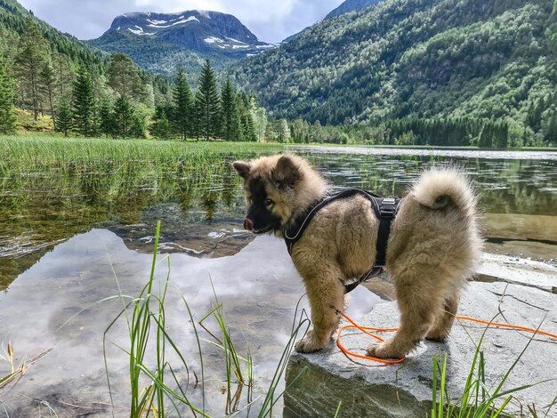 Foto blick auf einen hund auf dem see gegen den berg