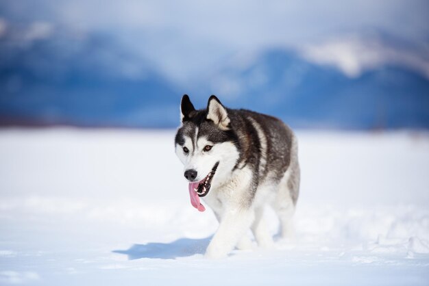 Foto blick auf einen hund auf schneebedeckten land