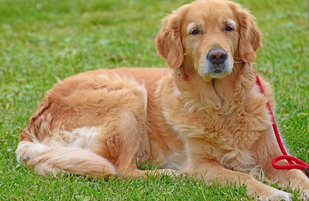 Foto blick auf einen hund, der auf dem feld entspannt