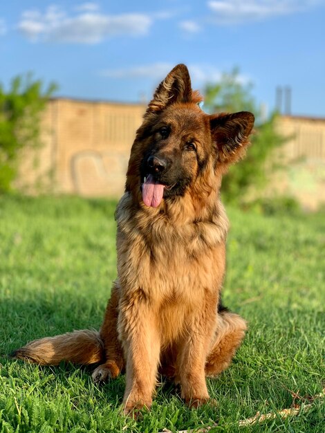 Foto blick auf einen hund, der auf dem feld sitzt