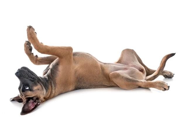 Blick auf einen Hund, der auf weißem Hintergrund ruht