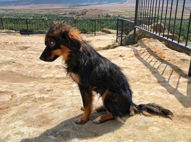 Foto blick auf einen hund, der wegblickt