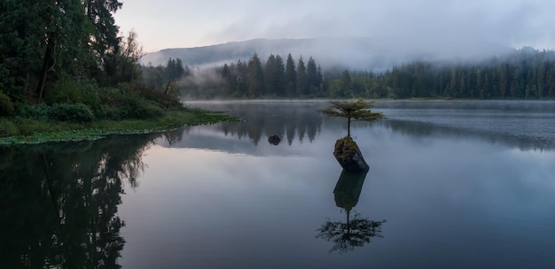 Blick auf einen ikonischen Bonsai-Baum am Fairy Lake