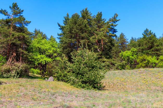 Blick auf einen Kiefernwald an einem sonnigen Tag